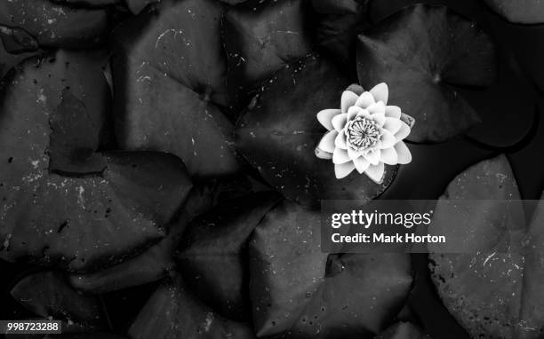 water lily - mark bloom imagens e fotografias de stock