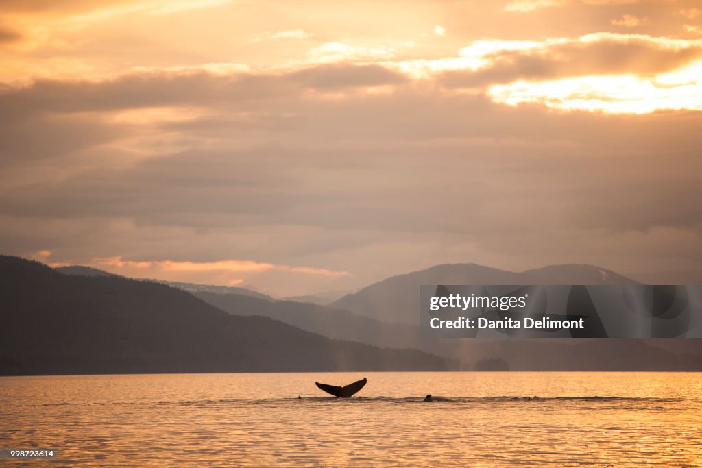 Humpback Whale (Megaptera novaeangliae) lobtailing, Chatham Strait, Inside Passage, Alaska, USA