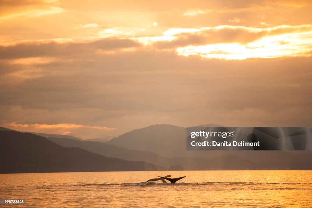 Humpback Whale (Megaptera novaeangliae) lobtailing, Chatham Strait, Inside Passage, Alaska, USA