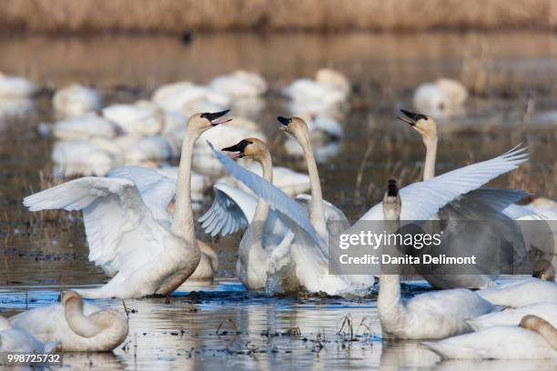 tundra swans (cygnus columbianus) flock, skagit valley, washington, usa - cygnus columbianus stock pictures, royalty-free photos & images