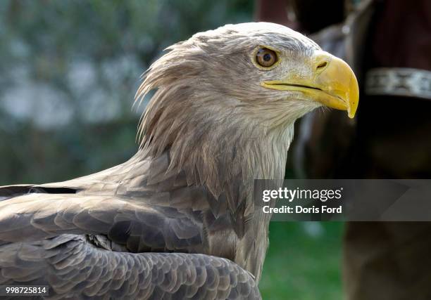 Biro Raptor 1,116 Raptor (Bird) Stock Photos, High-Res Pictures, and Images - Getty ...