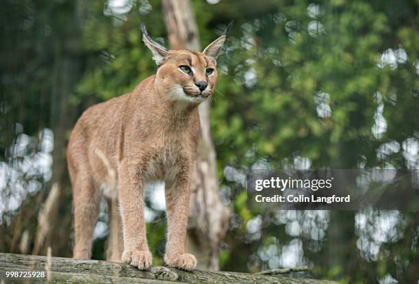 caracal series - caracal stock pictures, royalty-free photos & images