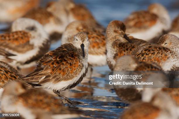 dunlins (calidris alpina) resting during migration stop, bottle beach state park, washington state, usa - dunlin bird stock pictures, royalty-free photos & images