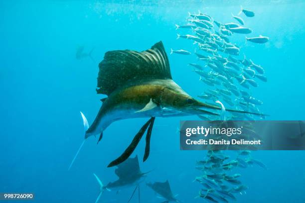 sailfish (istiophorus albicans) feeding on brazilian sardines (sardinella brasiliensis) about 10 miles offshore from isla mujeres, yucatan peninsula, mexico - istiophorus albicans stock pictures, royalty-free photos & images