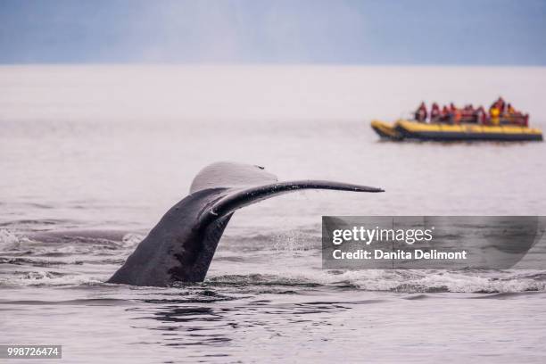 humpback whales (megaptera novaeangliae) lobtailing, whale watchers in background, inside passage, alaska, usa - walflosse stock-fotos und bilder