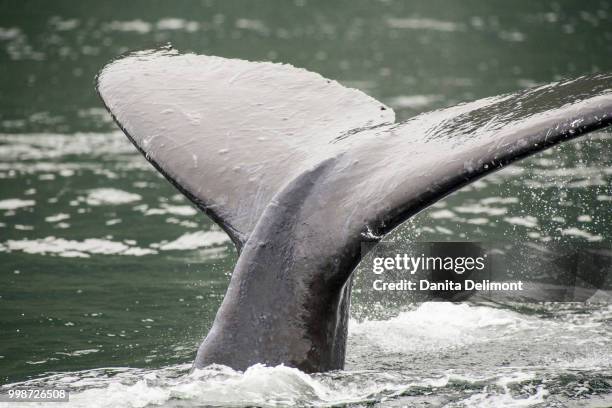 humpback whales (megaptera novaeangliae) lobtailing, inside passage, alaska, usa - fluking stock pictures, royalty-free photos & images