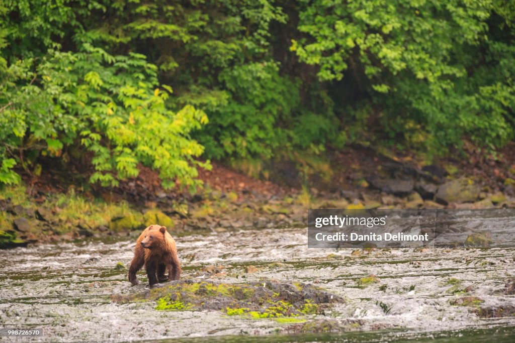 Young Brown Bear (Ursus Arctos) fishing for spawning salmon at Freshwater Bay creek in Tongass National Forest, Tenakee Inlet, Chichagof Island, Alaska, USA