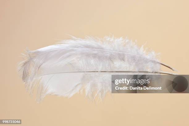 white chicken (gallus gallus domesticus) feather reflected in mirror, washington state, usa - gallus gallus stock pictures, royalty-free photos & images