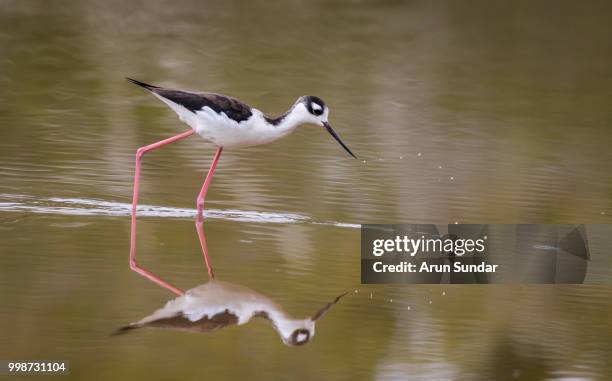 stilt - charadriiformes stock pictures, royalty-free photos & images