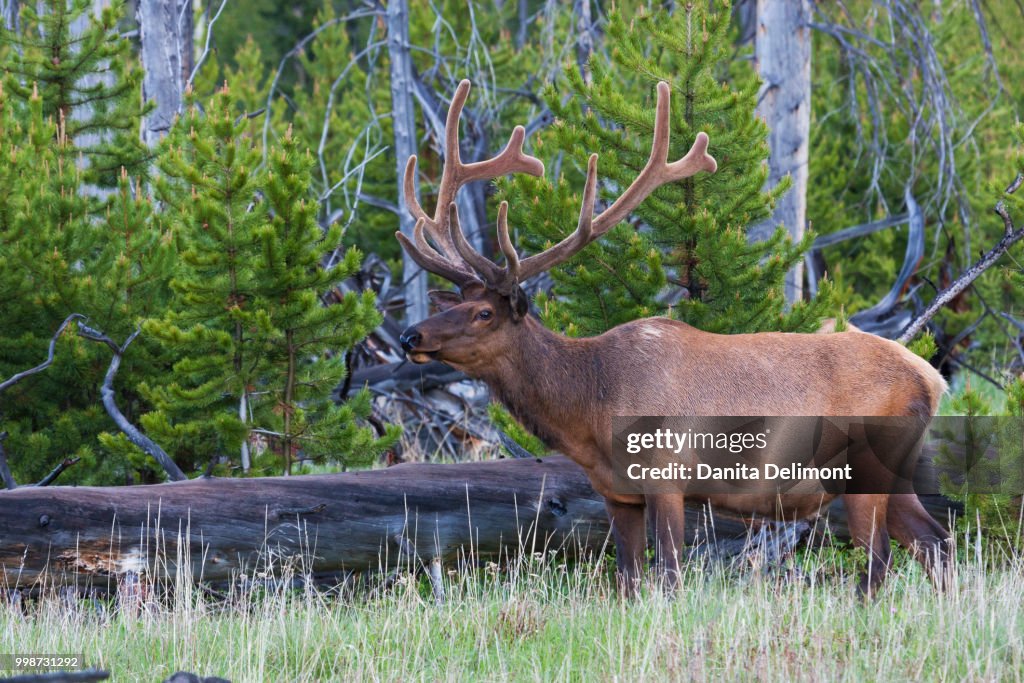 Rocky Mountain Elk (Cervus Elaphus Nelsoni) bull in forest