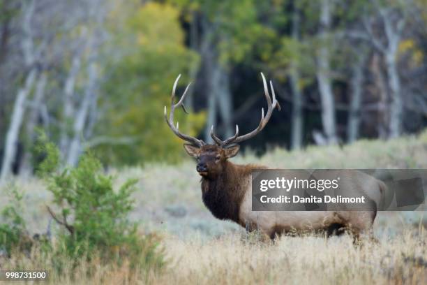 rocky mountain elk (cervus elaphus nelsoni) bull among autumn colors, yellowstone national park, usa - cervus elaphus nelsoni stock pictures, royalty-free photos & images