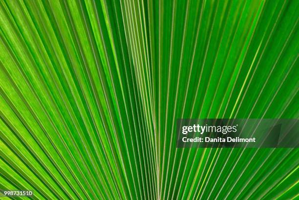 fan palm leaf - fan palm tree stock pictures, royalty-free photos & images