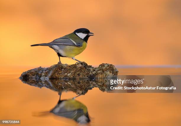 close-up of tit bird - fotografia stock pictures, royalty-free photos & images