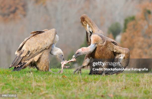 two griffon vultures fighting over carrion. in the meadow. - fotografia stock pictures, royalty-free photos & images