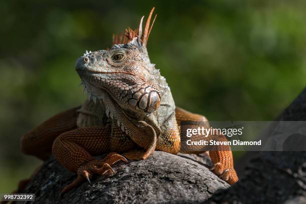 iguana - galapagos land iguana stock pictures, royalty-free photos & images