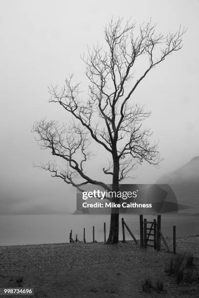 tree in the rain - mike caithness fotografías e imágenes de stock