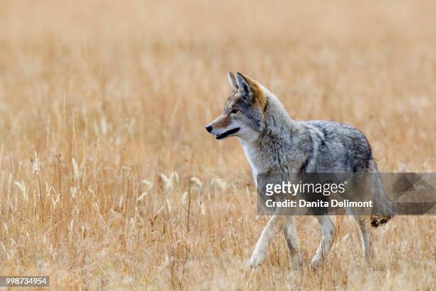 coyote (canis latrans) hunting on prairie, yellowstone national park, usa - coyote imagens e fotografias de stock