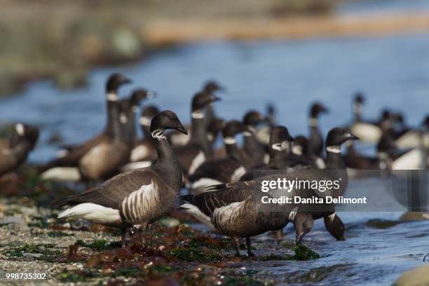 brant geese (branta bernicla) foraging salish sea during migration stop, washington state, usa - foraging on beach stock pictures, royalty-free photos & images