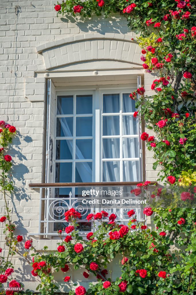 Climbing rose (Rosa), Les Andelys, Normandy, France