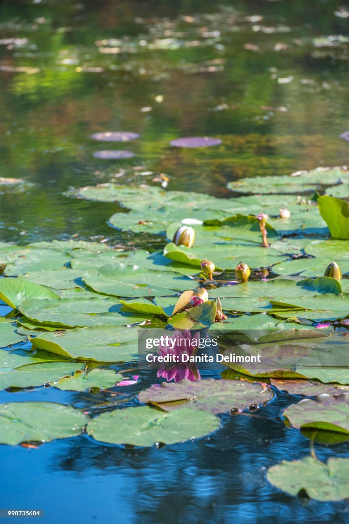 Monet's water garden in spring, Giverny, Normandy, France