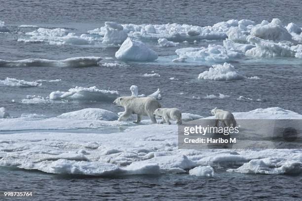 ice bear family march [bering strait] - svalbard e jan mayen - fotografias e filmes do acervo