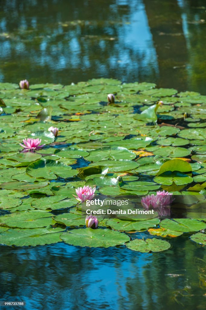 Monet's water garden in spring, Giverny, Normandy, France