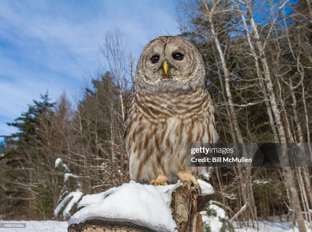 Barred Owl Wide Angle View