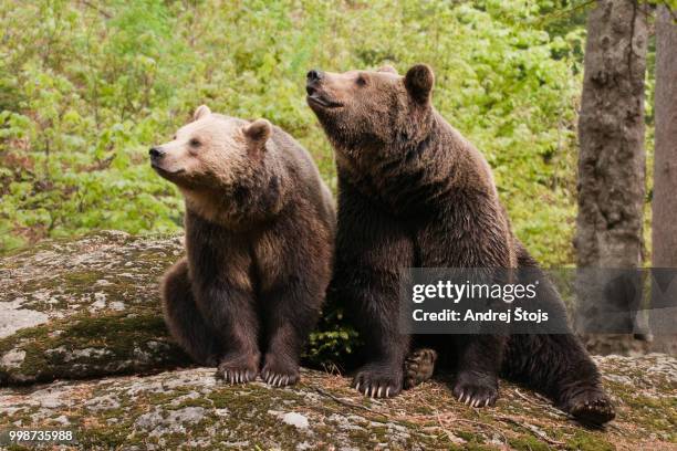 two bears - omnivorous stock pictures, royalty-free photos & images