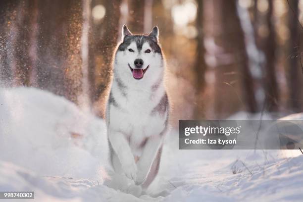 run! - siberian husky stock pictures, royalty-free photos & images