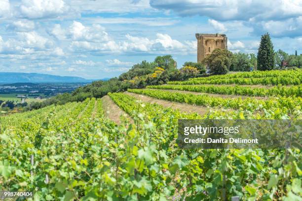 vineyard next to ruins of castle, chateauneuf du pape, france - chateauneuf du pape stock pictures, royalty-free photos & images