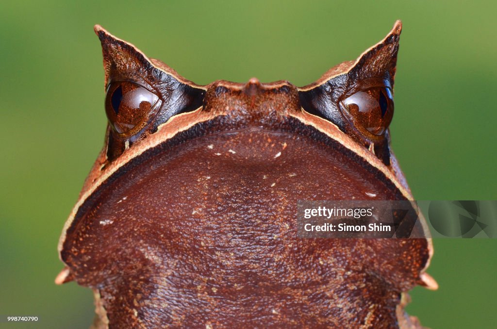 Bornean Horned Frog