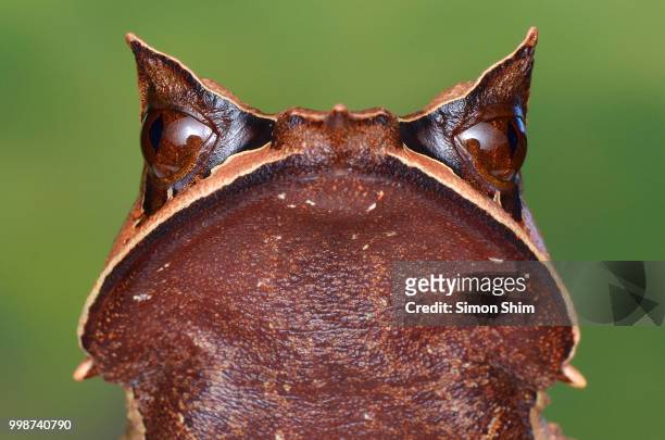 bornean horned frog - horned frog stock pictures, royalty-free photos & images