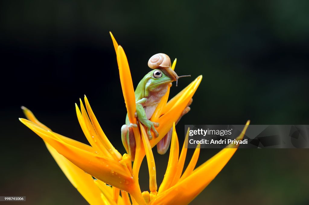 Frog with Snail, Frog, Snail, Frog and snail,