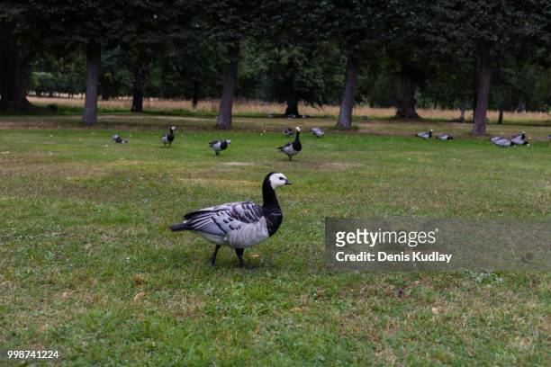 birds in the royal garden drottningholm, stockholm - magellangans stock-fotos und bilder