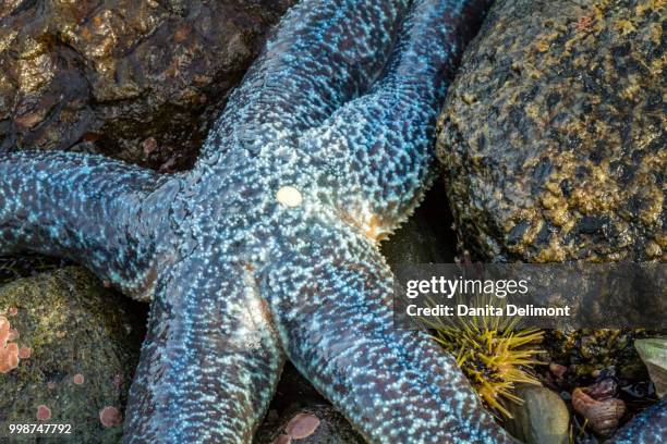 close up of sea star and green sea urchin among rocks at low tide, alaska, usa - green sea urchin stock pictures, royalty-free photos & images