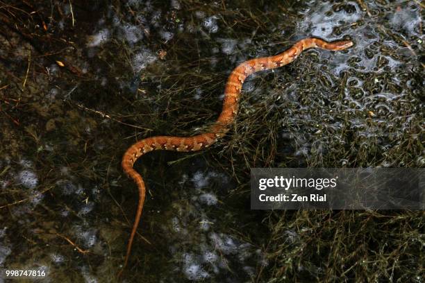 corn snake swims in shallow water in a florida wetland - corn snake stockfoto's en -beelden