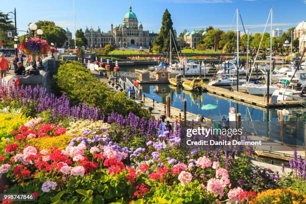 summer flowers at inner harbour, parliament buildings behind, victoria, capital of british columbia, canada - victoria harbour vancouver island stock pictures, royalty-free photos & images