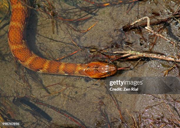 head shot of a corn snake with tongue out as it slithers in shallow water in a florida wetland - corn snake stockfoto's en -beelden