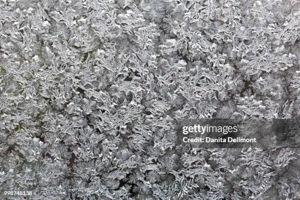 ice design on car window, sammamish, washington state, usa - sammamish stock pictures, royalty-free photos & images