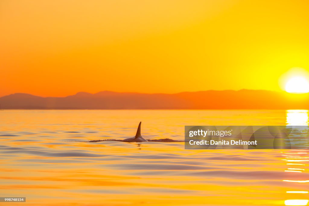 Large male Orca Whale (Orcinus orca) in Haro Strait near San Juan Island at sunset, Washington State, USA