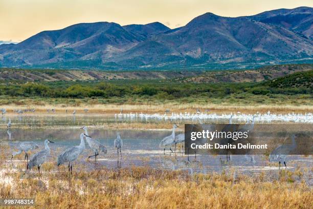 flock of sandhill cranes (antigone canadensis) wading in wetland, bosque del apache national wildlife refuge, new mexico, usa - antigone stock pictures, royalty-free photos & images