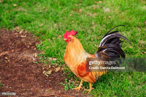rooster (gallus gallus domesticus) standing on grass, maui, hawaii, usa - gallus gallus stock pictures, royalty-free photos & images