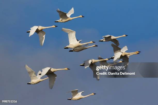 tundra swans (cygnus columbianus) migrating - cygnus columbianus stock pictures, royalty-free photos & images