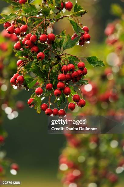 Mayflower Tree 15 Mayflower Cemetery Stock Photos, High-Res Pictures, and Images ...