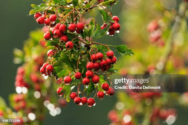 hawthorn tree (crataegus), st stephens heritage church and cemetery, saanichton, british columbia, canada - stephens stock pictures, royalty-free photos & images