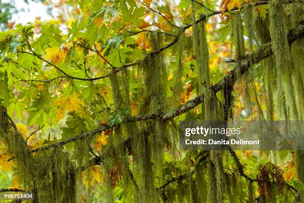 Mayflower Tree 15 Mayflower Cemetery Stock Photos, High-Res Pictures, and Images ...