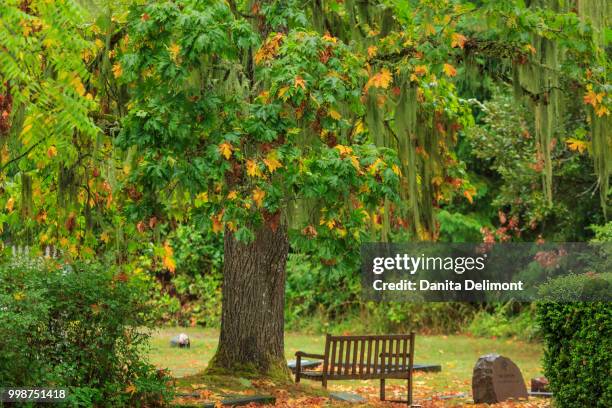 Mayflower Tree 15 Mayflower Cemetery Stock Photos, High-Res Pictures, and Images ...