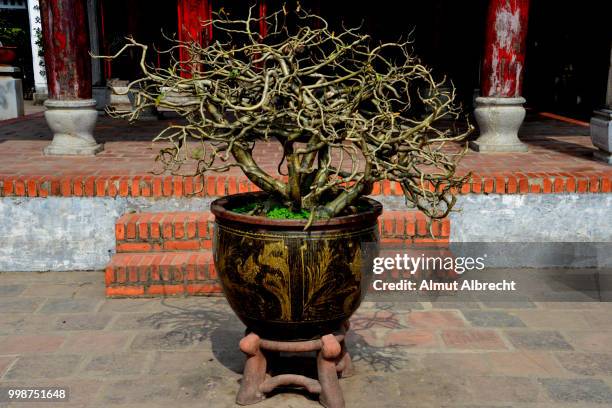 tree in the ngoc son temple in hanoi - almut albrecht stockfoto's en -beelden