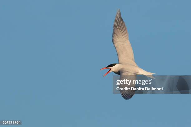 caspian tern (hydroprogne caspia) calling, washington state, usa - plumbago stock pictures, royalty-free photos & images