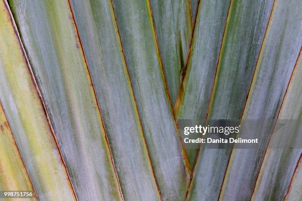 traveler palm (ravenala madagascariensis) close-up - ravenala madagascariensis stock pictures, royalty-free photos & images